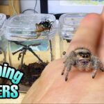 pet jumping spider