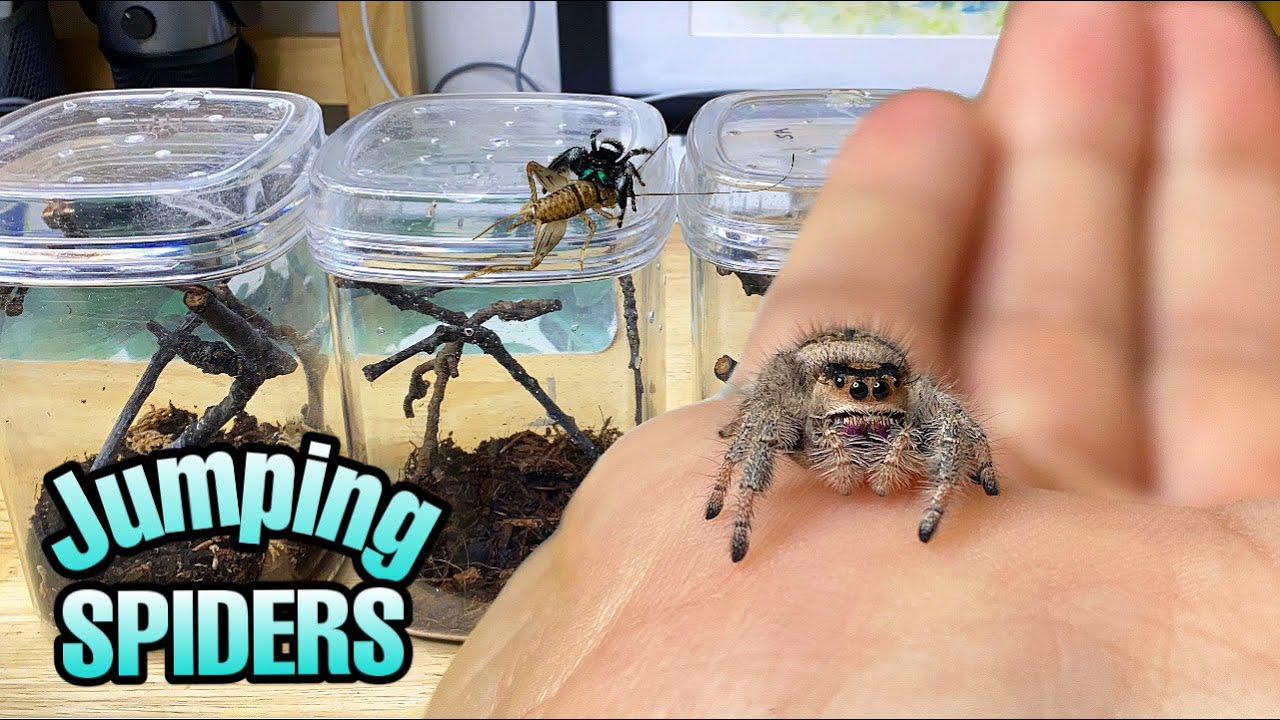 pet jumping spider